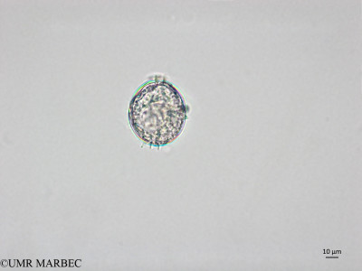 phyto/Brazilian_Nordeste/AtoldasRocas_station22/ABRACOS1 October 2015/Protoperidinium simulum (old Protoperidinium cf quarnerense -ancien Protoperidinium sp40 -Snap-2111)(copy)_thumb.jpg